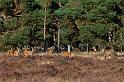 07 Hoge Veluwe, edelherten